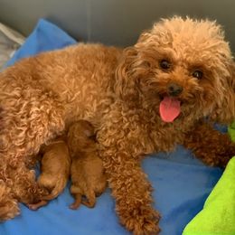 Poodle Puppies from Premier Poodle