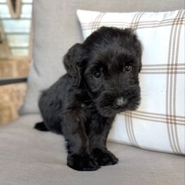 Chai - Black male Giant Schnauzer puppy in Collinsville, Mississippi from Hillside Kennels