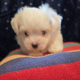 Zeus - White male Maltese puppy in Piscataway, New Jersey from Norma T.'s Maltese