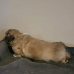 Gus - Fawn sable male Pekingese puppy in Burns, Kansas from Pekingese Dynasty
