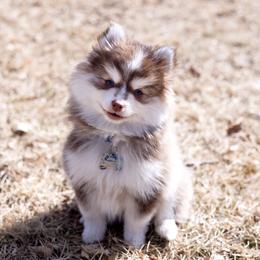 Pomsky Puppies from Blue Heaven Pomskies