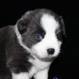 Bailey - Dilute blue female Australian Shepherd puppy in Colorado Springs, Colorado from Rocky Mountain Aussies