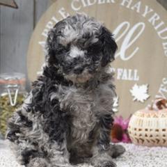 Labradoodles from Pennsylvanian Puppies
