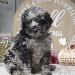Labradoodles from Pennsylvanian Puppies
