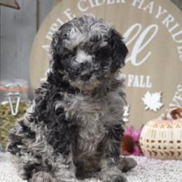 Labradoodles from Pennsylvanian Puppies