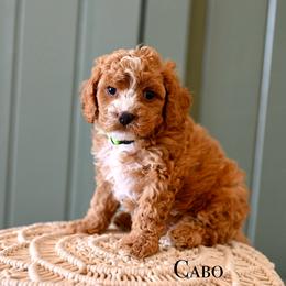 Cabo - Red male Cavapoo puppy in Tucson, Arizona from Sun Valley Goldendoodles