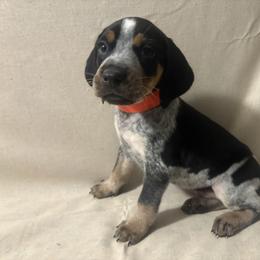 Ruger - Blue ticked and tan male Bluetick Coonhound puppy in Mount Pleasant, Texas from Harmons Hounds