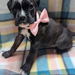 Zecora - Brindle female Boxer puppy in Mountain Home, Idaho from LJK Boxers & Toy Aussies