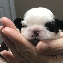 Shih Tzu Puppies from Willow Lane Shih Tzus
