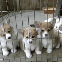 Pembroke Welsh Corgi Puppies from Anlen Pembroke Welsh Corgis