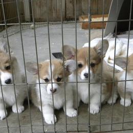 Pembroke Welsh Corgi Puppies from Anlen Pembroke Welsh Corgis