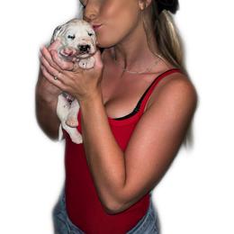 Dalmatian Puppies from Clarks 101 Dalmatians