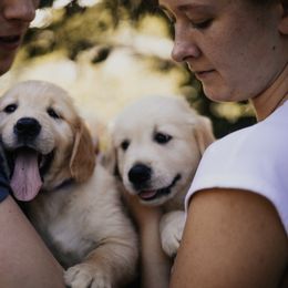Golden Retriever Puppies from Rosemary Goldens