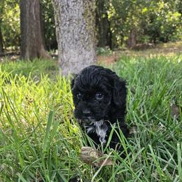 Cavapoo, Cockapoo, Goldendoodle, and Maltipoo Puppies from Perdue Puppies