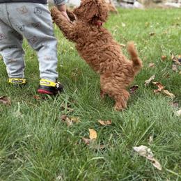 Goldendoodle Puppies from Woodland Acres