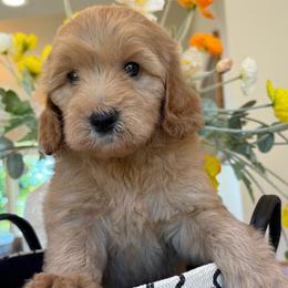 Hailey - Apricot female Goldendoodle puppy in Yuciapa, California from AlltheDoodlez_