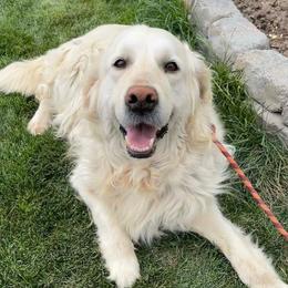 Golden Retrievers from Tsillan Goldens