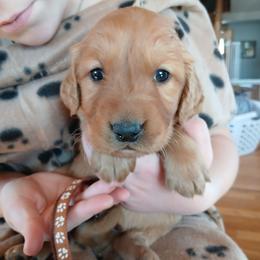 Brown - Dark golden male Golden Retriever puppy in Lanesboro, Minnesota from Eagle Ridge Golden Retrievers