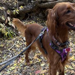 Queenie - Irish Setter