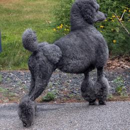 River - Poodle