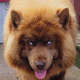 Chief - Siberian Husky