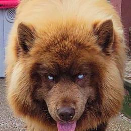 Chief - Siberian Husky