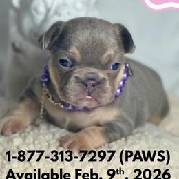 Sweetie - Tricolors female French Bulldog puppy in Michigan from Fur Baby Farms