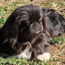 Gabby - Pekingese