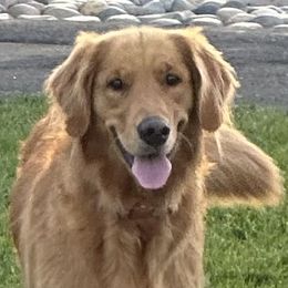 Golden Retrievers from Sun Ridge Goldens