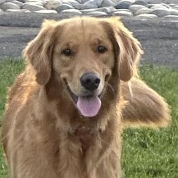 Golden Retrievers from Sun Ridge Goldens