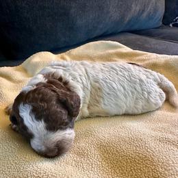Illy -- join our litter list - Brown roan female Lagotto Romagnolo puppy in Santa Fe, New Mexico from Raven Meadow Ranch