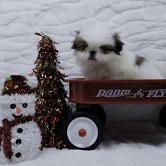 Ziti - Sable and white male Japanese Chin puppy in Johnson City, Tennessee from Erin & Friends Japanese Chin