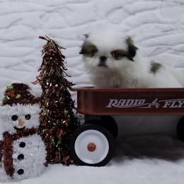 Ziti - Sable and white male Japanese Chin puppy in Johnson City, Tennessee from Erin & Friends Japanese Chin