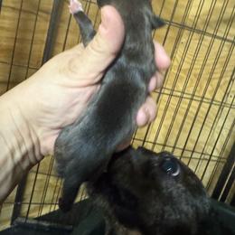 Unnamed 2 - Sable and white female Teddy Roosevelt Terrier puppy in Cumming, Georgia from Barnett’s Rambling Terriers