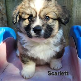 Scarlett - Sable female American Corgi puppy in Oak Harbor, Washington from Blackberry Hill Corgis