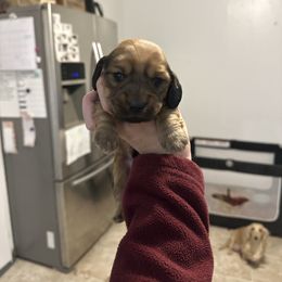 Boy 1 - Sable male Dachshund puppy in Las Animas, Colorado from J&D Dachsies