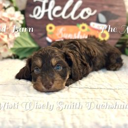 Kyle - Chocolate and tan male Dachshund puppy in Hensley, Arkansas from The Dachshund Barn