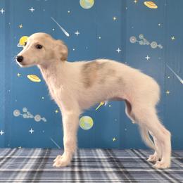 Wonder - White and fawn brindle female Silken Windhound puppy in Hanna, Oklahoma from Daybreak Silken Windhounds