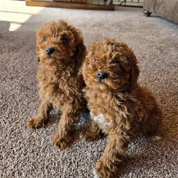 Pekingese, Poodle, and Shih Tzu Puppies from Happy puppies