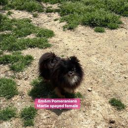 Marlie - Black and tan female Pomeranian puppy in Kentucky from Em&M Pomeranians