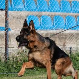 Enco - German Shepherd