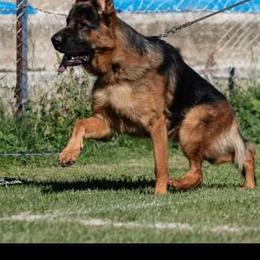 Enco - German Shepherd