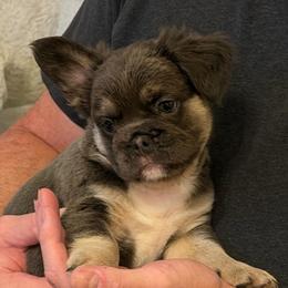 Fluffy - Blue female French Bulldog puppy in Chesnee, South Carolina from Michael & Raisa