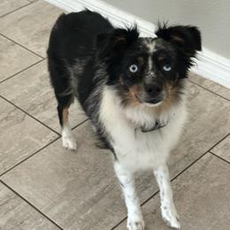 Minnie - Toy Australian Shepherd