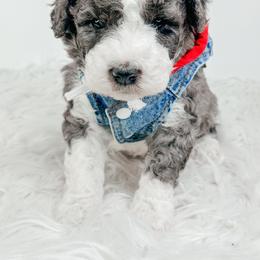 Yoda - Blue merle male Bernedoodle puppy in Otisville, Michigan from Danie’s Darling Doodles LLC