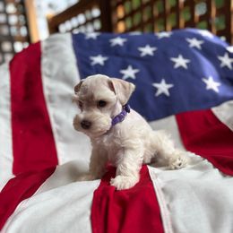 Nani-purple - White female Miniature Schnauzer puppy in Littleton, Colorado from Wahl 2 Wahl Schnauzers