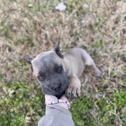 Poppy - Gray and fawn female Cane Corso puppy in Opelousas, Louisiana from Azelees Cane Corso