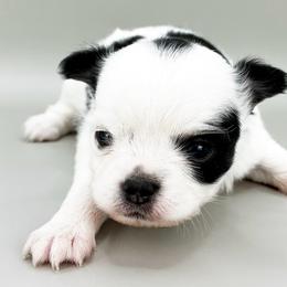 Spot - Black and white male Chihuahua puppy in Westport, New York from Chantilly chihuahuas