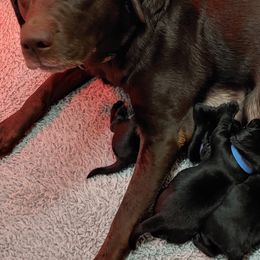 Labrador Retrievers from Swift Run Labs