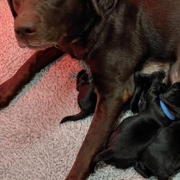 Labrador Retrievers from Swift Run Labs